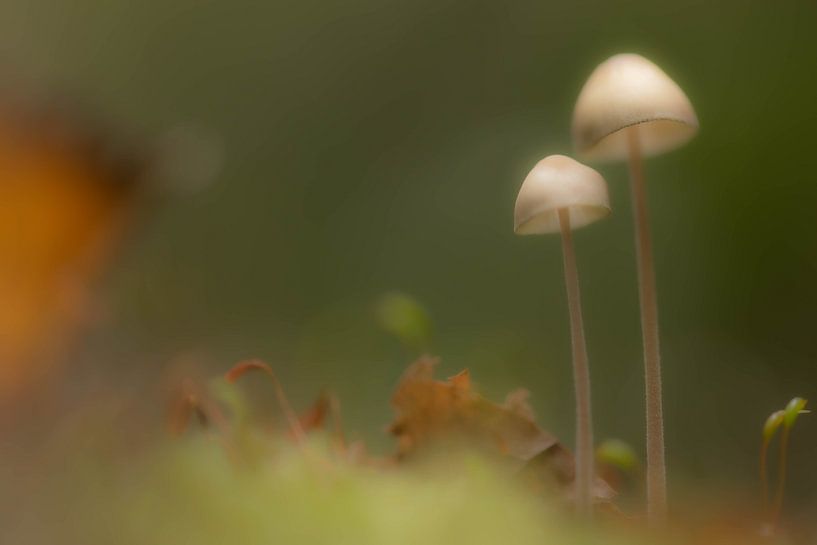 Mushrooms by Annet van Heijster