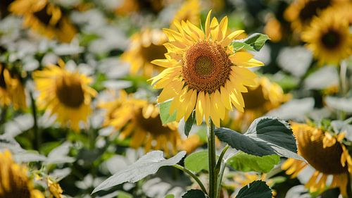 Gelbe Sonnenblumen auf dem Feld