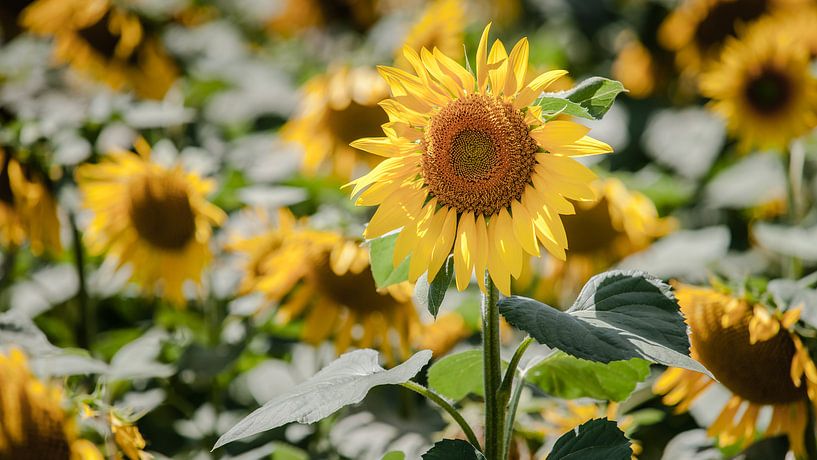 Gelbe Sonnenblumen auf dem Feld von Fotografiecor .nl
