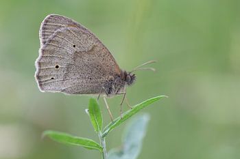 brauner Schmetterling