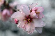 Mandelblüte in Andalusien von Jan Katuin Miniaturansicht