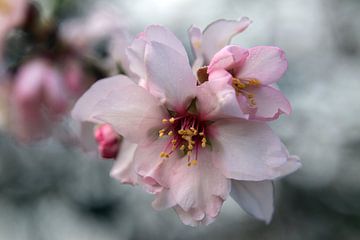 Almond blossom in Andalusia by Jan Katuin