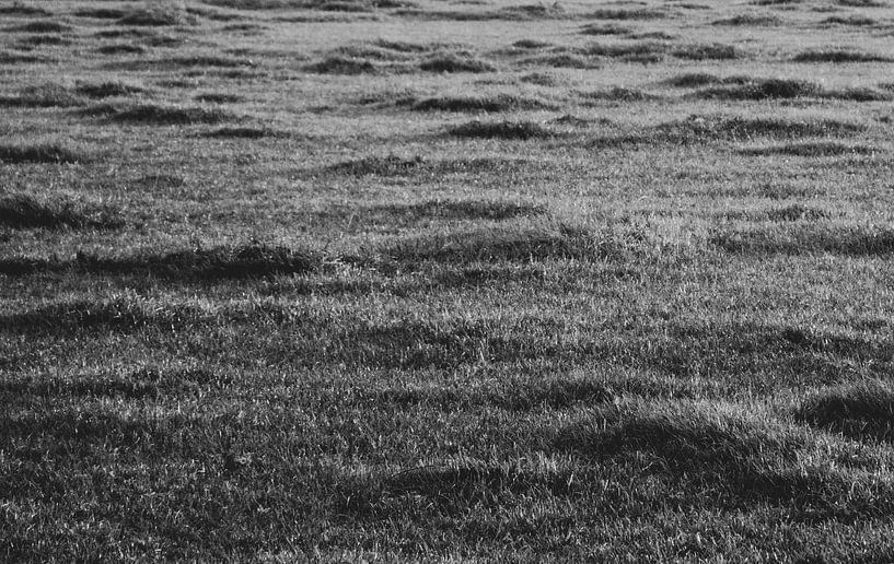 Waves in the Grass by Crystal Clear