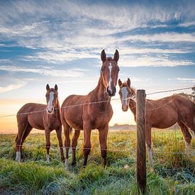 Paarden van Creativity Building