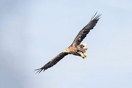 Weißkopfseeadler, Haliaeetus albicilla
