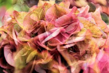 Roze hortensia in de herfst van Art by Janine
