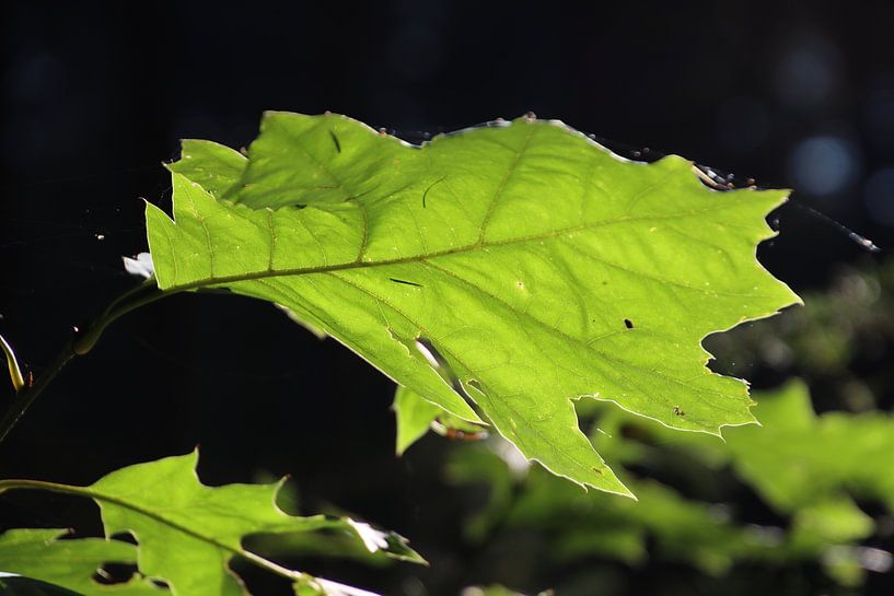 Sonnenlicht auf Blatt von Eibert van de Glind