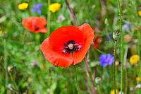 Mohn im Feld.