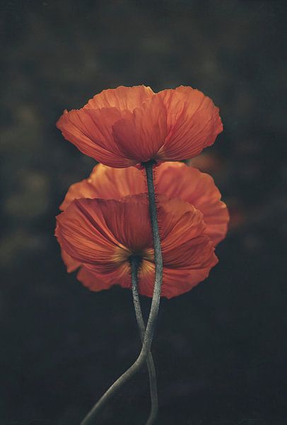 Gaia van Marina de Wit