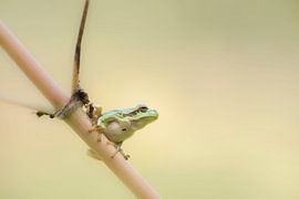 Laubfrosch auf Gemeinem Bärenklau von Ans Bastiaanssen