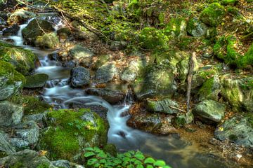 Little brook in the Black Forest by Dieter Fischer
