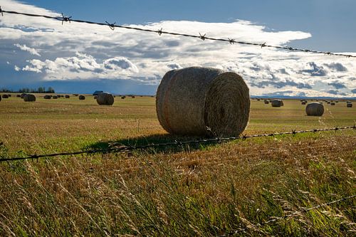 Ronde balen op de prairie van Alberta – rustiek agrarisch landschap