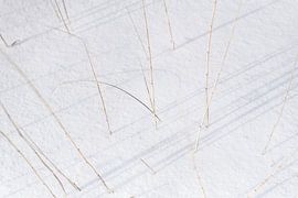 Ombres douces et roseaux sous le soleil d'hiver