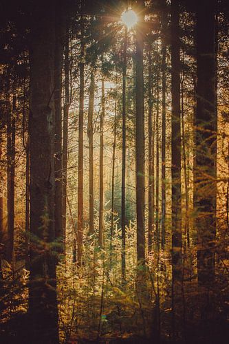 Tussen de bomen het zonlicht zien