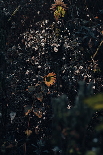 Kleine zonnebloem op de herfstige bloemenweide