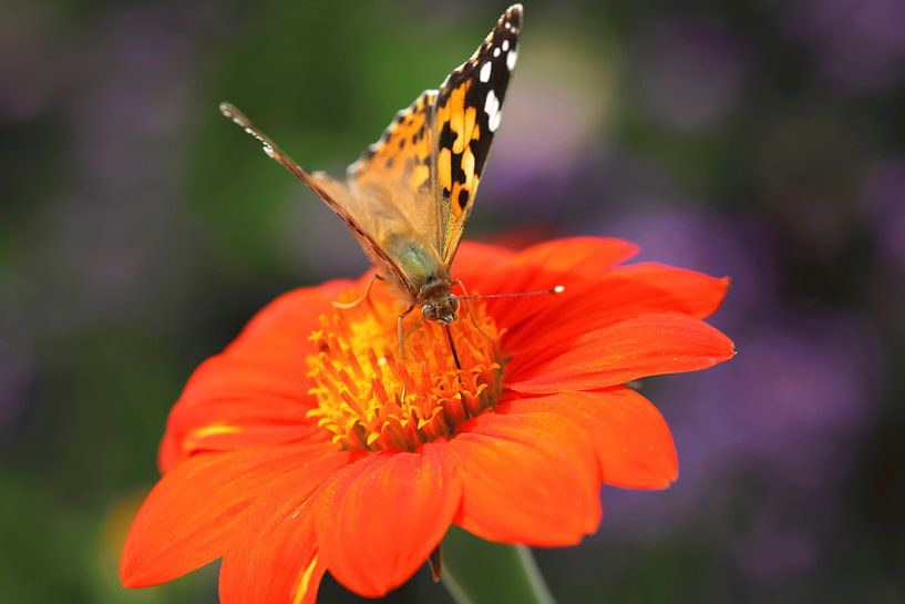 Butterfly by Thomas Jäger