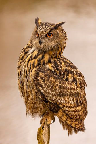 Oehoe, Bubo bubo
