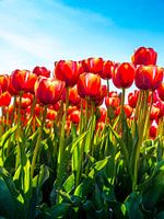 Close-up van rode tulpen tegen een blauwe lucht