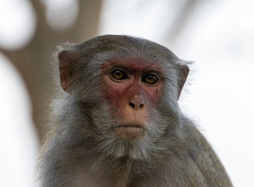 Macaca mulatta von Reinier de Rooie