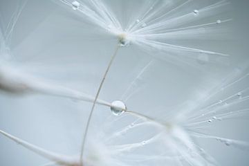 Dandelion fluff with water droplets by Nanda Bussers