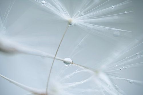 Paardenbloempluisjes met waterdruppels