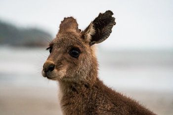 Schattige kangoeroe kijkt in de camera op Cape Hillsborough Australie