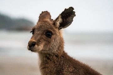 Schattige kangoeroe kijkt in de camera op Cape Hillsborough Australie van Twan Bankers