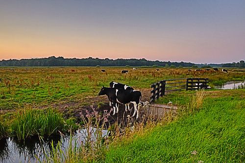 Koeien bij het Naardermeer