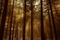 Winterbos