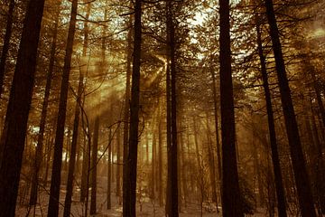 Winterbos sur Tessa Louwerens