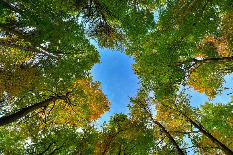Herfst bos met de blik naar boven van Sjoerd van der Wal Fotografie