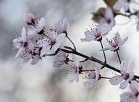 Blossoms