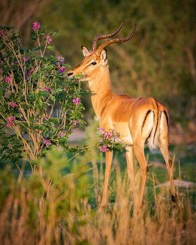 Schwarzfersenantilope (Impala)