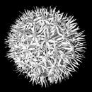 Bloem zwart wit no. 3 / close-up van Photography art by Sacha thumbnail