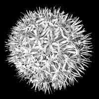 Bloem zwart wit no. 3 / close-up
