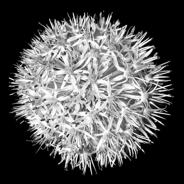 Bloem zwart wit no. 3 / close-up van Photography art by Sacha