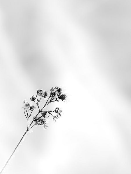 Winter in Egnbertsdijksvenen by Bianca  Hinnen