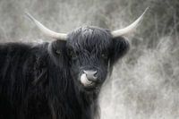 Schotse Hooglander