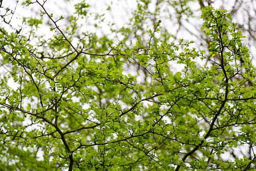 Groene boom in de Manteling