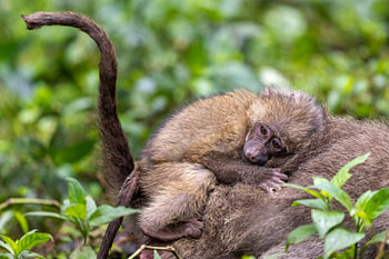 Safe on Mom's Back