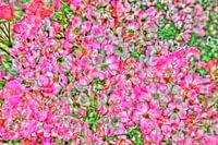 Blumenfeld 2