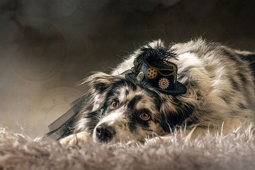 Austrlian Shepherd in steampunk cosplay