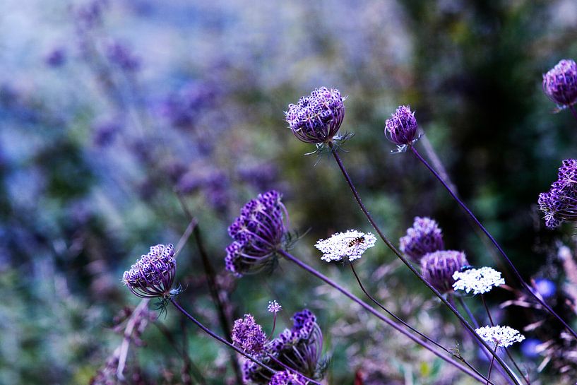Volgt by Anouk Timmerman