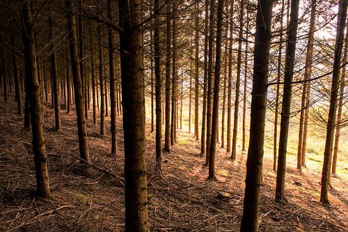 Zonlicht door de bomen
