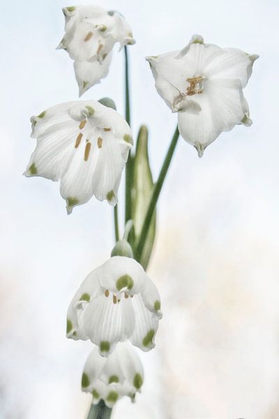 Sneeuwklokjes by Peter Bartelings