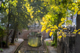 Le pont Brigittenbrug à Utrecht, qui enjambe le Nieuwegracht, en automne (2)