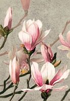 Magnolia met vlinder
