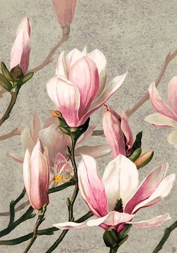 Magnolia met vlinder