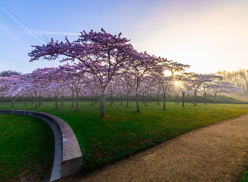Le soleil perce les cerisiers en fleurs par peterheinspictures