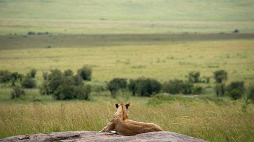 Contemplant son royaume
